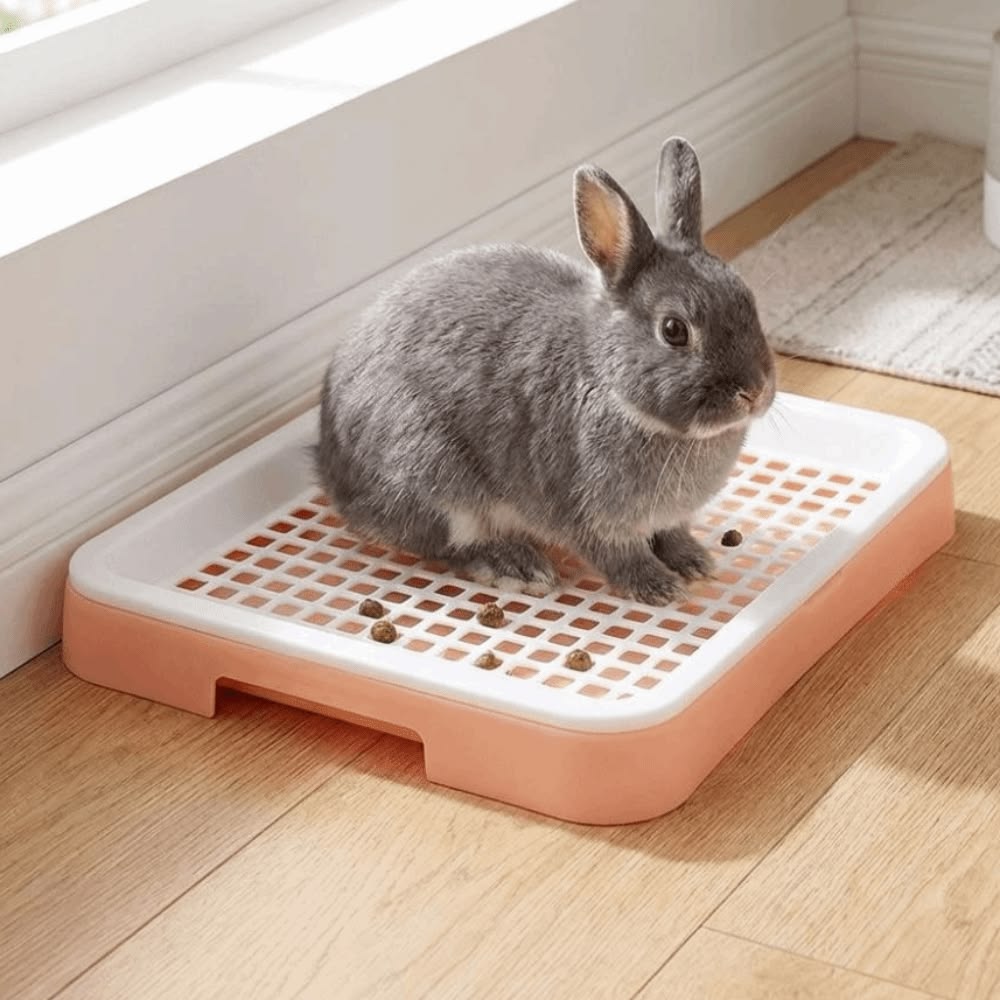 Rabbit Litter Training Guide